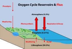 Oxygen Cycle - Meaning, Steps & Diagram with Images and FAQs