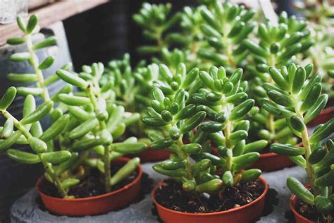 Are Coffee Grounds Good for Succulents - How to use it? - Homestead Gardener