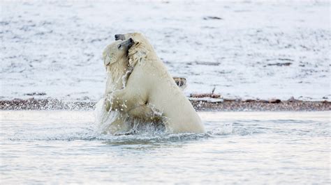 These Polar Bear Cubs AREN'T Hugging