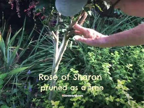 Pruning A Rose Of Sharon Plant - GardensAll