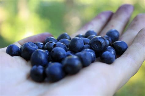 Free Images : fruit, food, produce, blackberry, superfood, bilberry ...