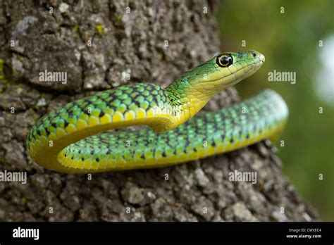 Spotted bush snake, Philothamnus semivariegatus, Akagera National Park, Rwanda Stock Photo - Alamy