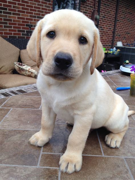 English Lab Puppies For Sale Near Me | matthewmcewen