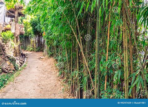 Bamboo forest India stock image. Image of india, wood - 99297429