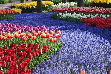 Tulips in Keukenhof Gardens | Shutterbug