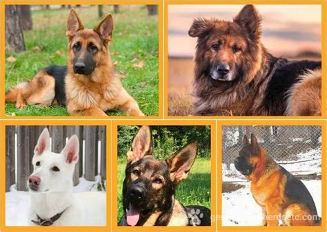 German Shepherd Types. Coats, Colors, and Breeding Lines varieties