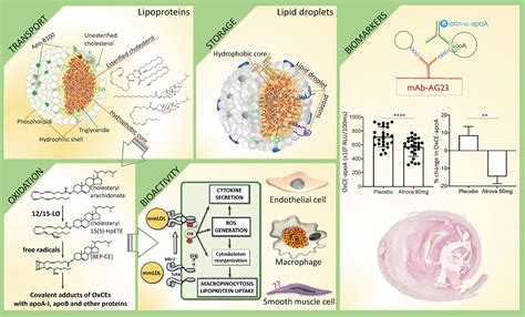 Frontiers | From Inert Storage to Biological Activity—In Search of ...