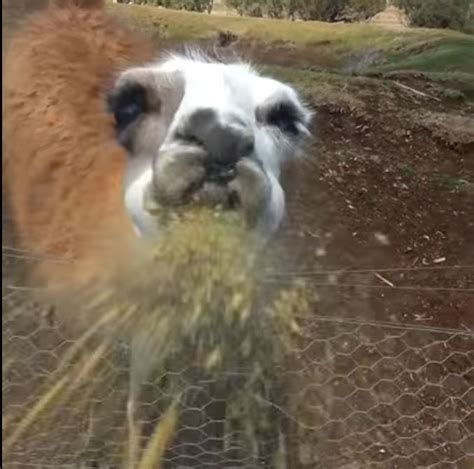 Llama attack video: "It spat all over my face" | Sunshine Coast Daily