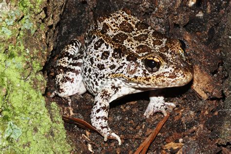 Gopher frog in tree hollow | Scientific name: Rana capito Ph… | Flickr