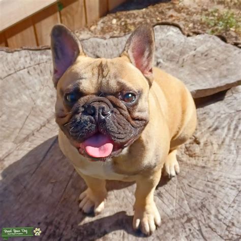 Fawn French Bulldog - Stud Dog in Florida , the United States | Breed Your Dog