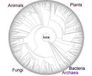 Last universal common ancestor - Alchetron, the free social encyclopedia