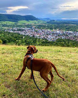 Rhodesian Ridgeback Training | DogExpress