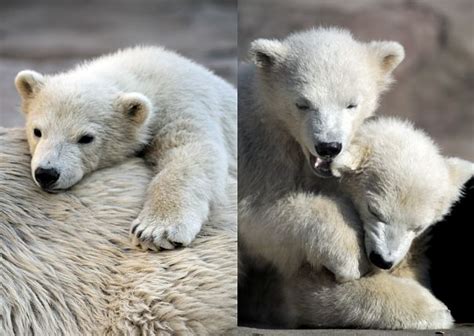 Polar Bear Facts - Animal Facts Encyclopedia