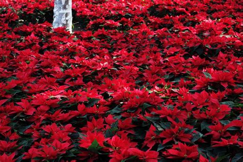 Poinsettia: Mexican Christmas Flower