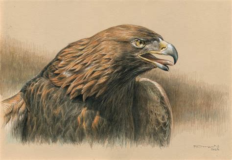 GOLDEN-EAGLE-PORTRAIT | BirdForum