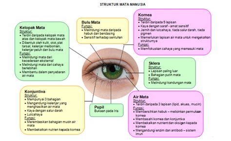 Kenali Struktur Mata | Body parts preschool activities, Body parts preschool, Math lessons