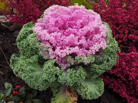 The Ultimate Guide to Successfully Growing Flowering Kale