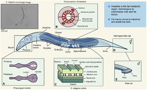 Assessing Motor-related Phenotypes Of Caenorhabditis, 54% OFF