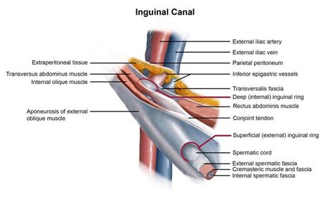 Inguinal Hernia Repair by Dr. David W. Ford