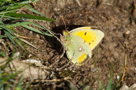 clouded yellow butterfly | Everything is Permuted