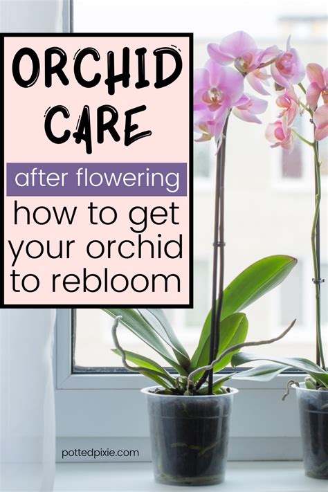 How To Trim Orchid After It Blooms at Jon Sosa blog