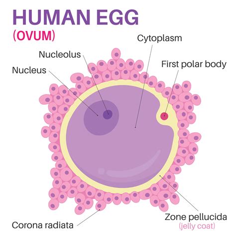 Ovum Cell Official Sale | library.ecosystem.build