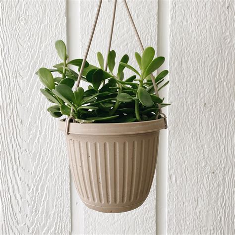 Trailing Jade Hanging Basket 6" | carousel + folk