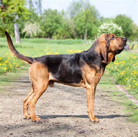 Your Complete Guide To The Wonderful Bloodhound Dog Breed