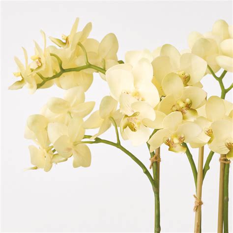 Yellow Venus Orchid | Bloom UK