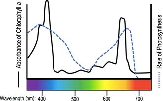 Chlorophyll Absorption Spectrum