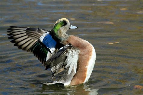 Wings & Wildflowers: American Widgeon