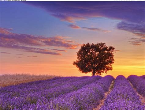 Lavender fields Provence - France