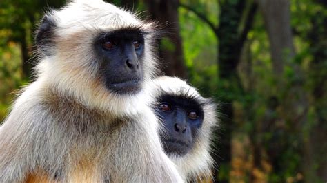 File:Langur Monkey.JPG - Wikimedia Commons