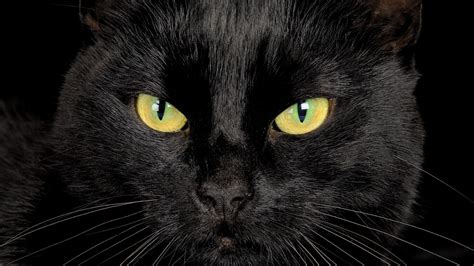 Black Cat Eyes HD desktop wallpaper : Widescreen : High Definition ...