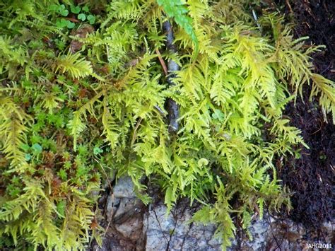 Kindbergia oregona moss § | Plants, Types of plants, Plant identification