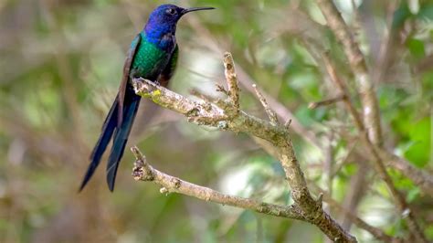 Swallow-Tail Hummingbird: National Bird of Jamaica - A-Z Animals