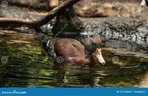 Fulvous Whistling Duck Dendrocygna Bicolor Stock Image - Image of duck ...