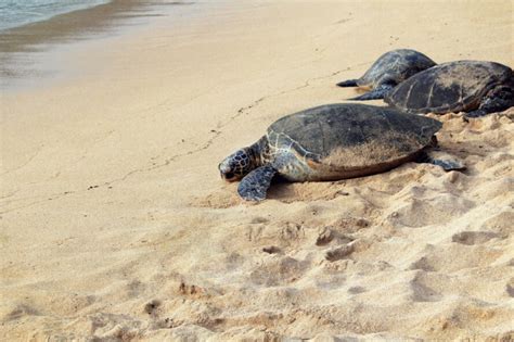 These eco resorts are working diligently at sea turtle conservation