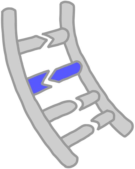 Base pair - Innovative Genomics Institute (IGI)