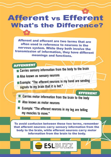 Afferent vs. Efferent: Understanding the Nervous System - ESLBUZZ