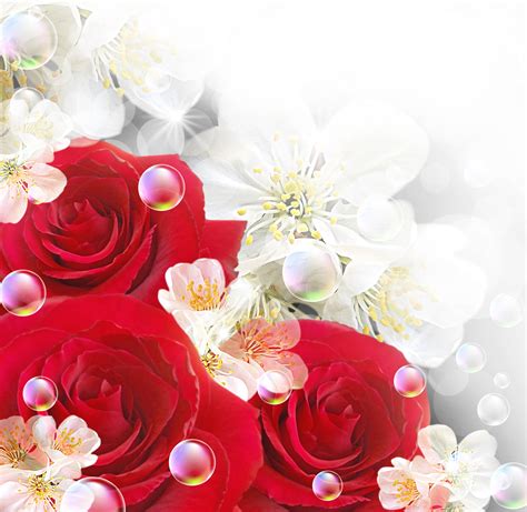 Red Roses With White Backgrounds - Wallpaper Cave