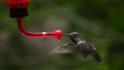 Hummingbird 8 Fly Away Slow Stock Footage Video (100% Royalty-free ...