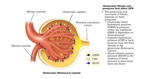 Glomerubular filtrate rate -pressures that affect GFR and net filtration pressure - YouTube