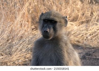 Kruger National Park Wildlife Photos Stock Photo 2150318141 | Shutterstock