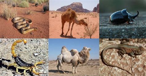 Animales del Desierto: Nombres, Fotos, Cuáles son y Qué Comen