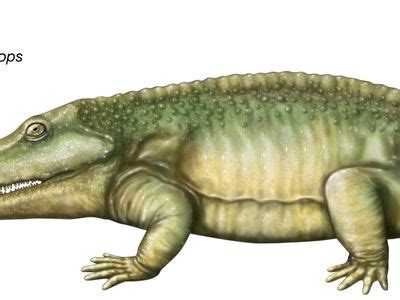 Eryops | Carboniferous Period, Permian Period, Aquatic | Britannica