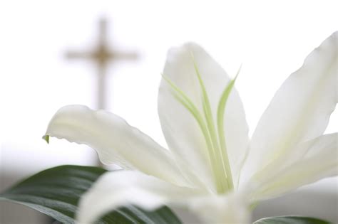 white-lily-and-cross - Kenneth Keegan Funeral Directors, Johnstone ...