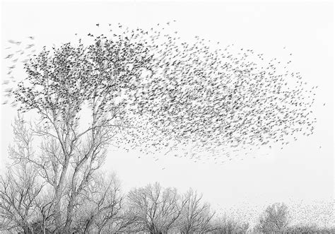 Selection of January 2020: Red-winged Blackbird Migration #4 by Larry ...