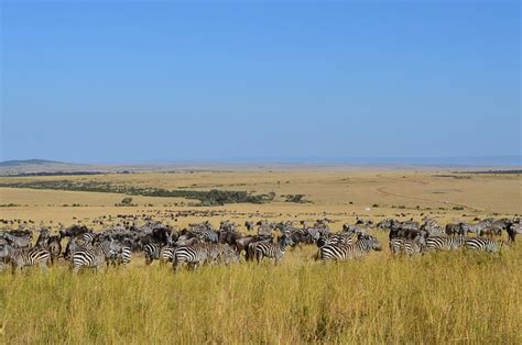 The Masai Mara Landscape - the landscape of masai mara