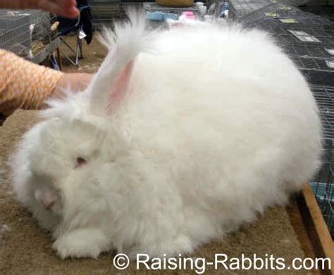 Angora Rabbit. History, pics, descriptions of long-wooled rabbits